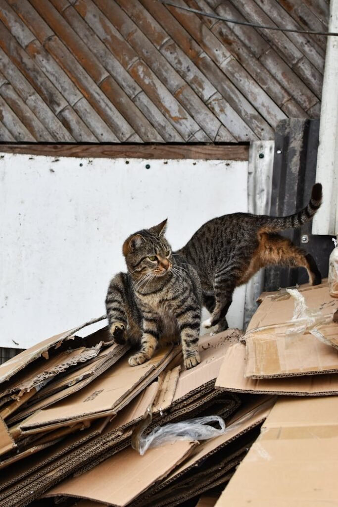 Tabby Cats Walking on a Pile of Cardboard